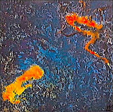Poison dart frogs — Back to the Primal Culture